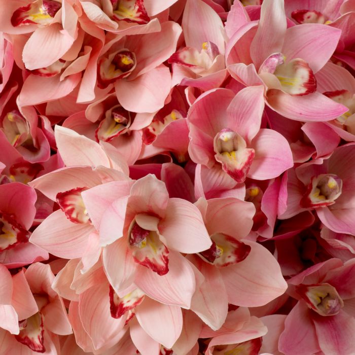 Bouquet of Cymbidium Orchids Real Touch 36 pcs Pink & Peach Tones