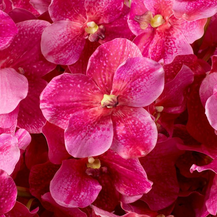 Bouquet of Vanda Orchids Real Touch 24 pcs-Pink Tones