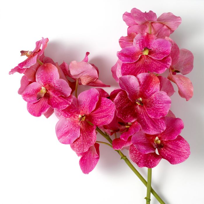 Bouquet of Vanda Orchids Real Touch 24 pcs-Pink Tones