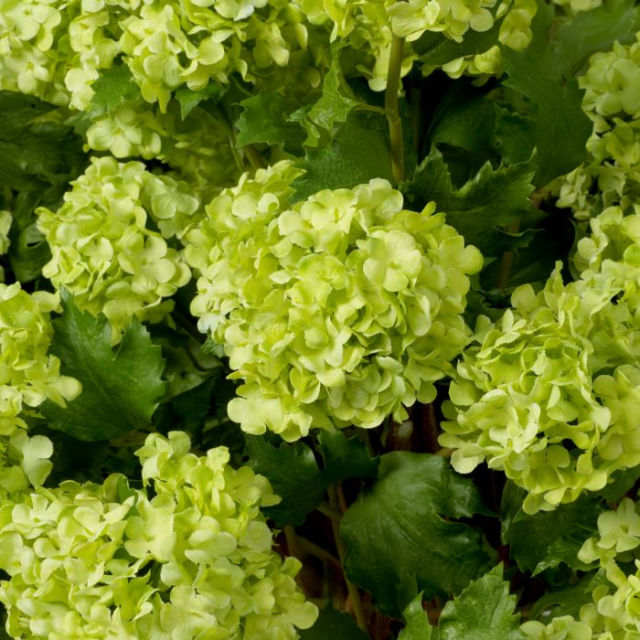 Bouquet of Hydrangeas Snowball Real Touch 36 pcs-Green